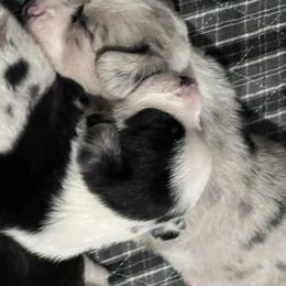 Kiwi ( Charli kay - Blue merle and white female Cardigan Welsh Corgi puppy in Crystal River, Florida from Coopers Korner