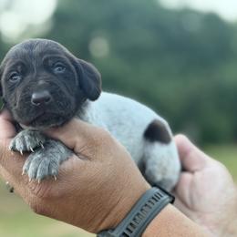 Guppy purple collar - Liver roan female German Shorthaired Pointer puppy in Six Mile, South Carolina from The Proper Pointer Co.
