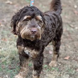Trigger - Australian Labradoodle