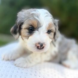 Biscuit - Black collar - Blue merle male Bernedoodle puppy in Highland, Utah from Angel Pups Deluxe