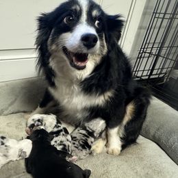 Riley - Toy Australian Shepherd