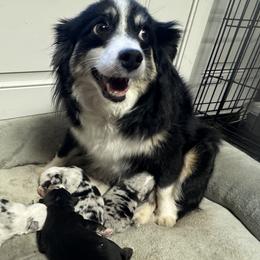 Riley - Toy Australian Shepherd