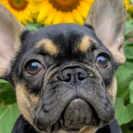 French Bulldogs from Priscilla's Frenchies