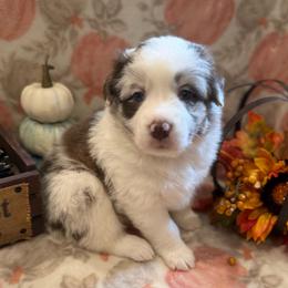 Darla - Red merle female Australian Shepherd puppy in Spencer, Tennessee from White Oak Aussies