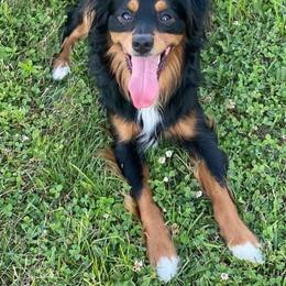 Toy Australian Shepherd Puppies from Kickapoo Creek Aussies