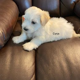 Cyrus - Cream male Havanese puppy in Hudson, New York from Havanese of Claverack and Hudson Valley Labradors