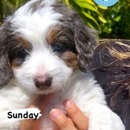 Bernedoodle Puppies from Lolli’s Bernedoodles