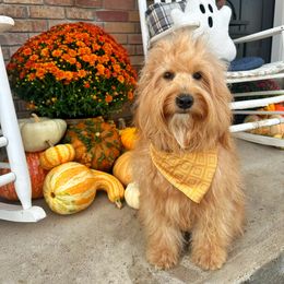 Dixie - Goldendoodle