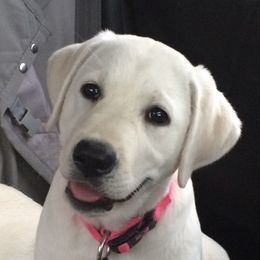 Labrador Retriever Puppies from Southfork Labradors