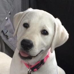 Labrador Retriever Puppies from Southfork Labradors