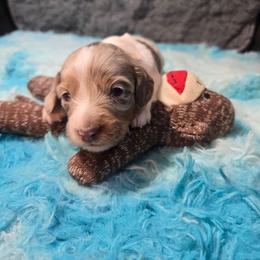 Petunia - Dapple female Dachshund puppy in Bigfork, Minnesota from Long Ears and Long Dogs Ranch