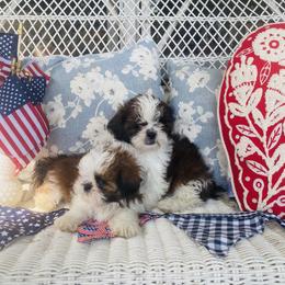 Shih Tzu Puppies from Tiny Bubbles Shih Tzus