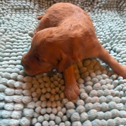 Apricot boy - Apricot male Goldendoodle puppy in Burien, Washington from South Sound Doodles