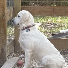 Demi - Golden Retriever