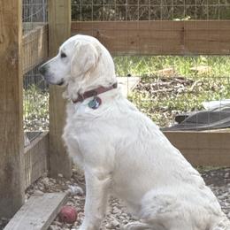 Demi - Golden Retriever