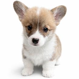Stuffing - Red male Pembroke Welsh Corgi puppy in Colbert, Washington from Siclair Crowns Corgis