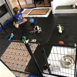 German Shorthaired Pointer Puppies from Chasing Kaya GSP Breeder