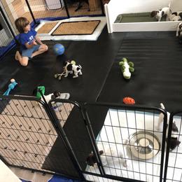 German Shorthaired Pointer Puppies from Chasing Kaya GSP Breeder