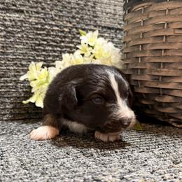 Baby boy - Black tri male Toy Australian Shepherd puppy in Nickelsville, Virginia from Pecan Creek