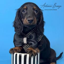 Pierce - Black and tan male Dachshund puppy in Clever, Missouri from Autumn Breeze Dachshunds
