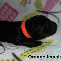 Orange female - Sable female German Shepherd puppy in Ann Arbor, Michigan from Von Der Havier German Shepherds