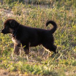 German Shepherd Puppies from vom Gannett
