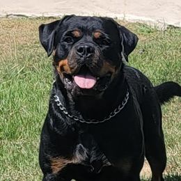 Roni - Rottweiler