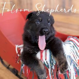 German Shepherds from Vom Folsom Haus Shepherds
