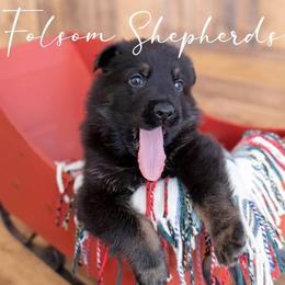 German Shepherds from Vom Folsom Haus Shepherds