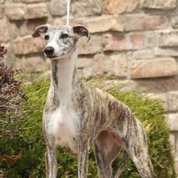 Betty - Whippet