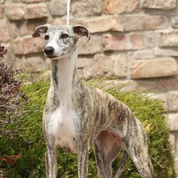 Betty - Whippet