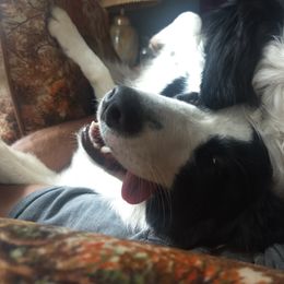 Border Collie Puppies from Stag Valley Homestead