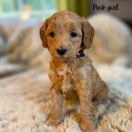 Pink girl - Red  female Goldendoodle puppy in Valdese, North Carolina from Doodling All Day Goldendoodles