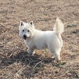Hamish - White male West Highland White Terrier puppy in Idabel, Oklahoma from Ravens Nest Westies