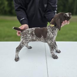 German Shorthaired Pointer Puppies from Lauren Walton