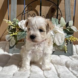 Kimberly (Pink) Poppy - Parti female Miniature Schnauzer puppy in Menifee, California from Moonshine’s Minis