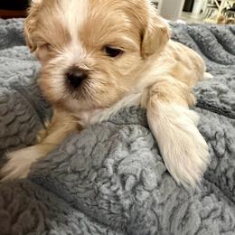 Orange - Liver and white male Shih Tzu puppy in Bardstown, Kentucky from Kelly Clark's Shih Tzu