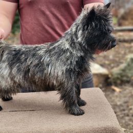 Harley - Cairn Terrier