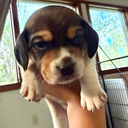 Cruton - White black and tan male Beagle puppy in Judsonia, Arkansas from Mayberry Acres Beagles and Basset Hounds