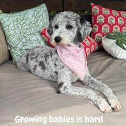 Matilda - Aussiedoodle