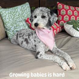 Matilda - Aussiedoodle