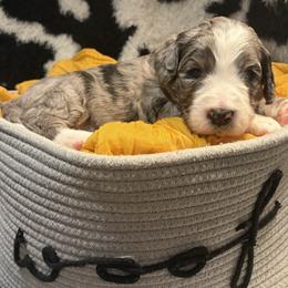 Lake - Merle male Bernedoodle puppy in Coopersburg, Pennsylvania from Deutsch Hund Haus