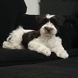 Miniature Schnauzers from Joyce's Miniature Schnauzers
