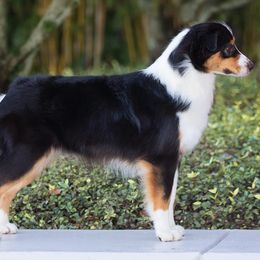 Australian Shepherds from Crystal Winds Australian Shepherds