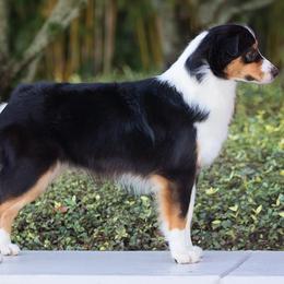 Australian Shepherds from Crystal Winds Australian Shepherds