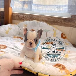 Storm - Blue male French Bulldog puppy in Strunk, Kentucky from Waters Edge French Bulldogs LLC