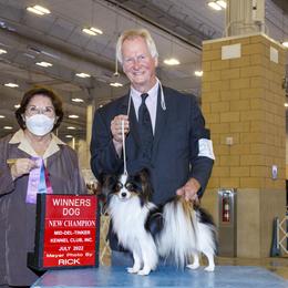 Papillon puppies from Royal T Kennel