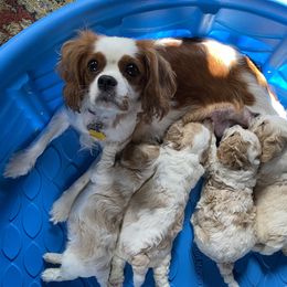 Ivy - Cavalier King Charles Spaniel