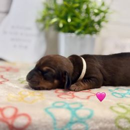 AKC Chocolate and Tan Female - Chocolate and tan female Dachshund puppy in Ladson, South Carolina from Funk's Four-Legged Friends