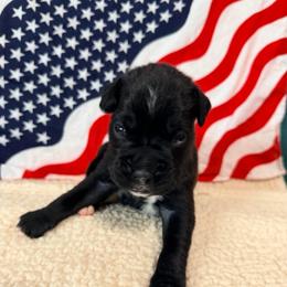 Lucky - Brindle male Boxer puppy in Murrieta, California from Boxerpupziesrock